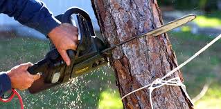 Reliable Lake Morton Berrydale, WA Tree Removal Solutions