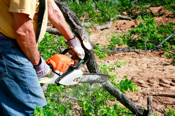 How Our Tree Care Process Works  in  Lake Morton Berrydale, WA